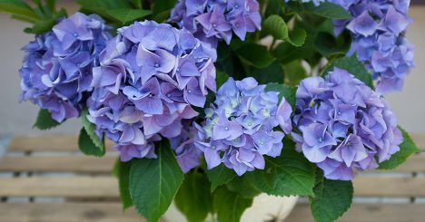 Beautiful Blue Hydrangea Or Hortensia Flower Closeup