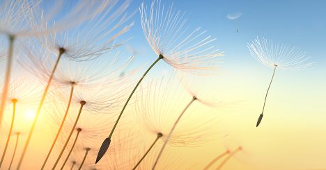 Dandellion Seeds Flying In Sunset
