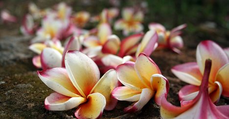 Plumerias On The Ground