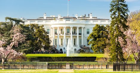 White House And Cherry Blossoms