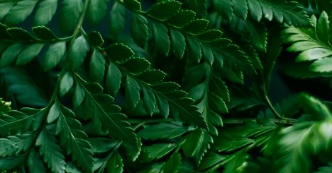 Green Fern Leaves