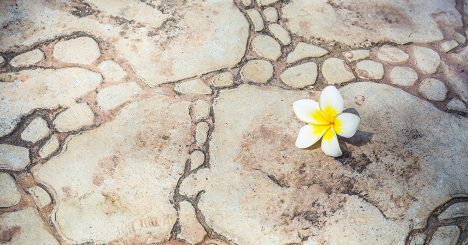 Plumeria Flower On Stone Pavement