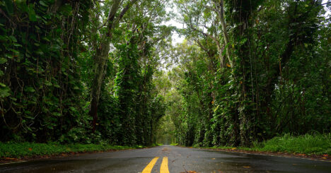 Eucalyptus Tree Tunnel Near Koloa Town On Kauai