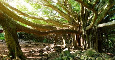Branches And Hanging Roots Of Giant Banyan Tree Growing On Famous Pipiwai Trail On Maui, Hawaii