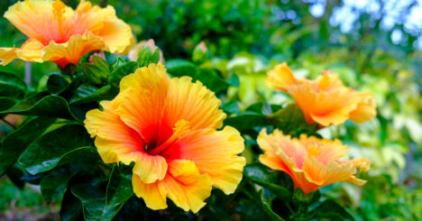 Many Yellow Hibiscus