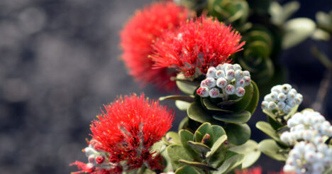 Lehua Flower Bloom And Bud